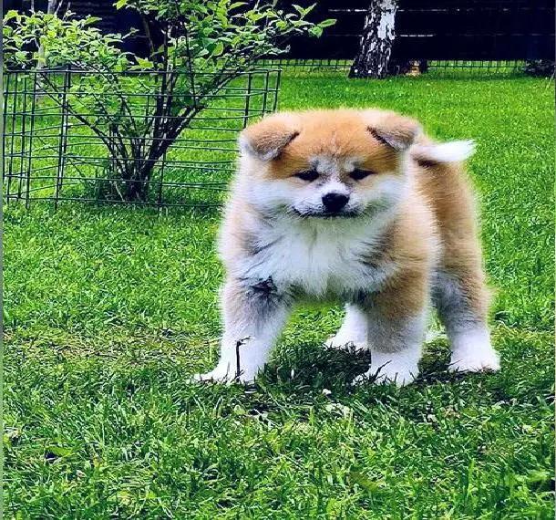 Akita-inu mit FCI Papieren