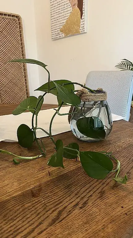 2x 40cm Kletterpflanze Philodendron / Efeutute