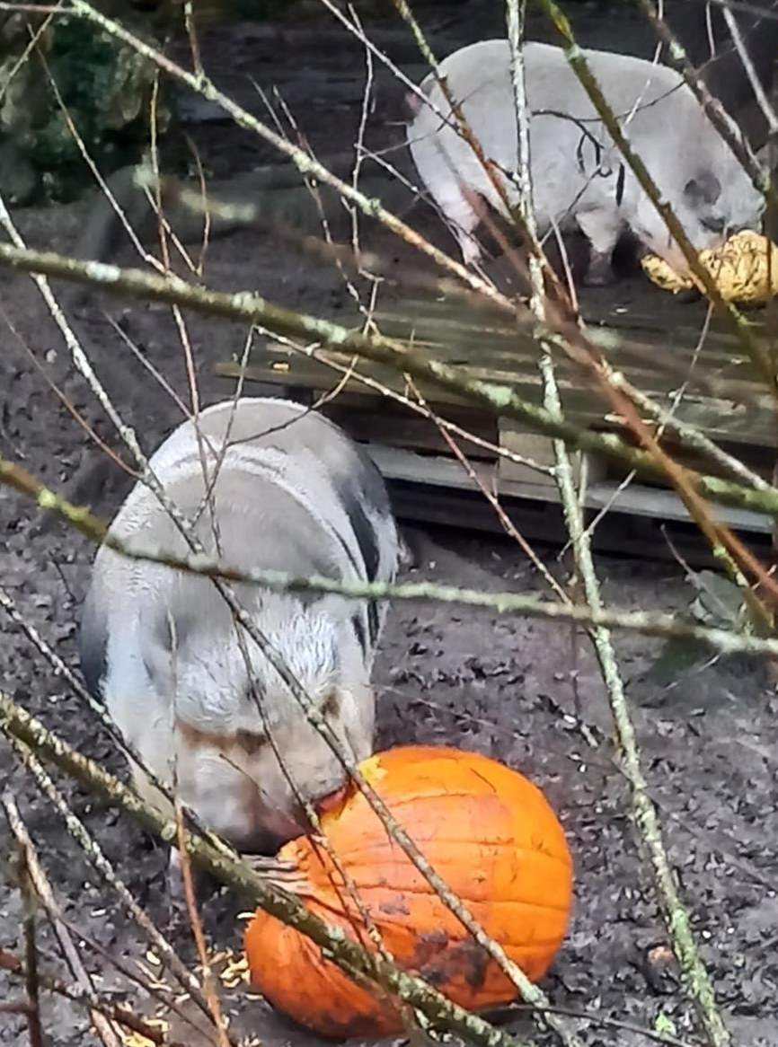 2 Minipigs, weiblich, suchen neues Zuhause