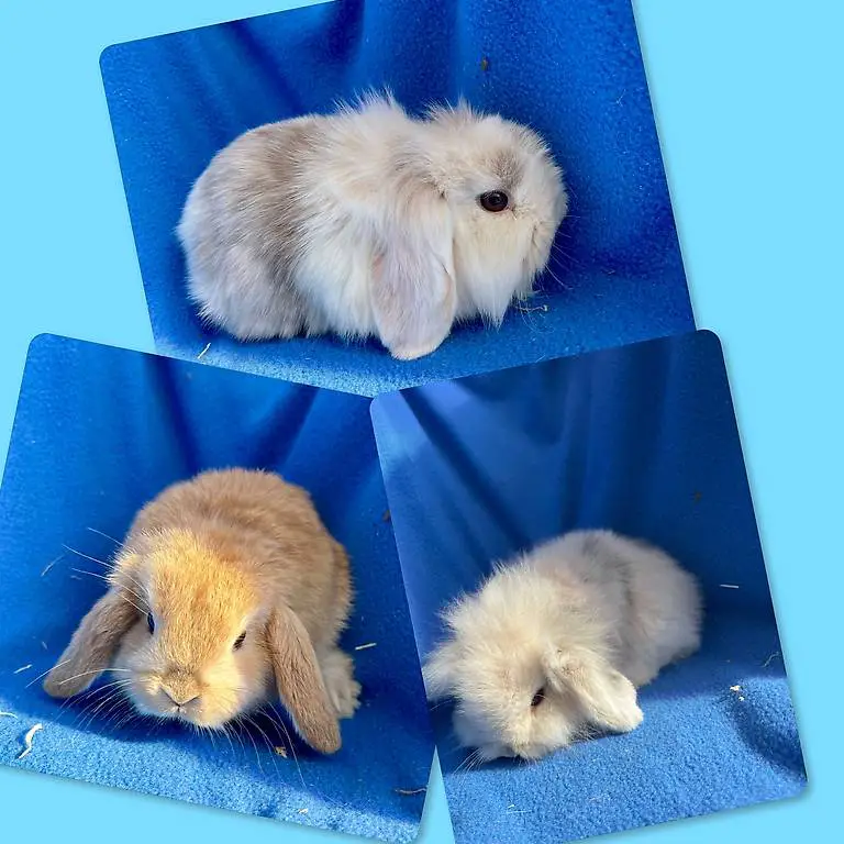 Junge Minilop Zwergwidder