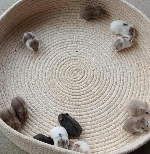 Campbell Zwerghamster Babys, verschiedene Farben