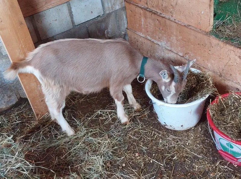 Schöne weibliche Toggenburger × Burenziege zu verkaufen