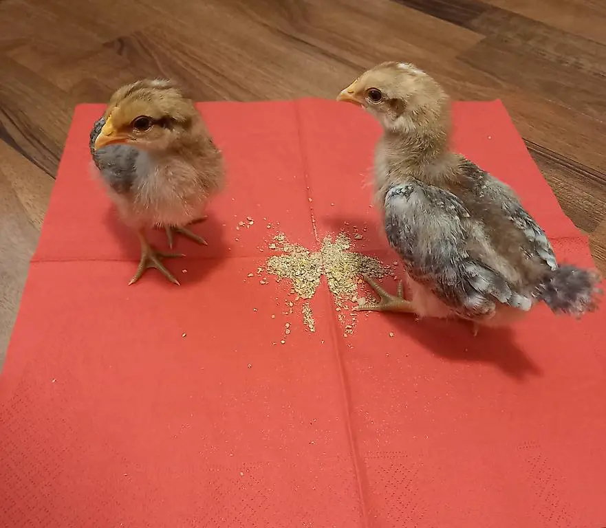 Reinrassige Zwergbielefelder 1 Hahn und 1 Henne