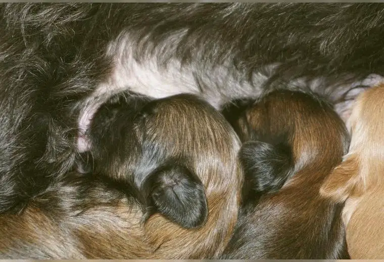 Bolonka Zwetna Welpen / 5 Rüden