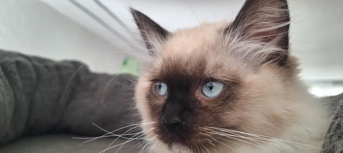 Ragdoll Kitten, Katerli, stubenrein