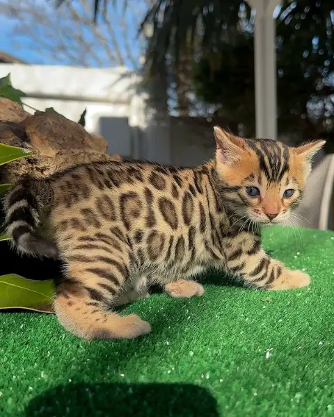 Bengalkätzchen abzugeben