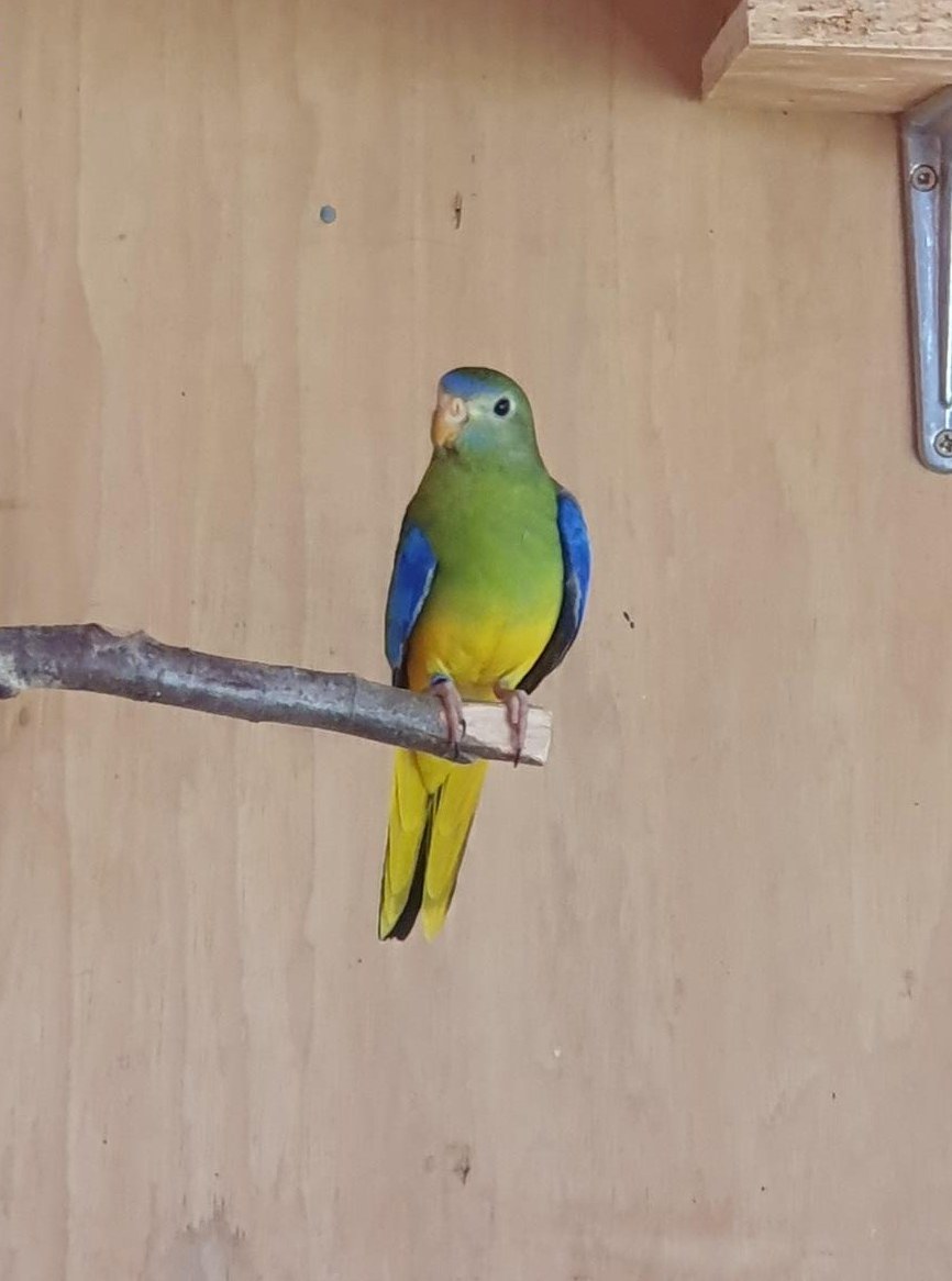 Schönsittiche grün und gelb aus Hobbyzucht