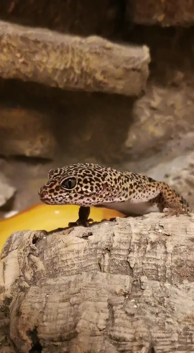 Leopardgecko Dame sucht neues Zuhause in Einzelhaltung