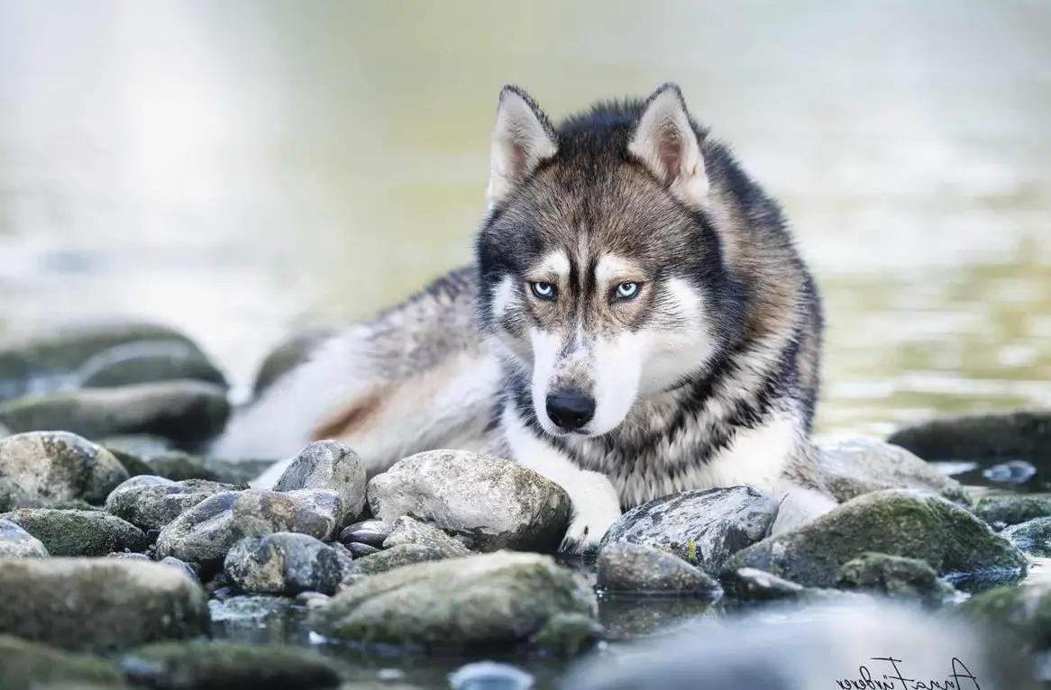 Siberian Husky Deckrüde Mogli