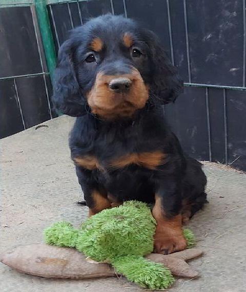 Gordon Setter Welpen mit Papieren