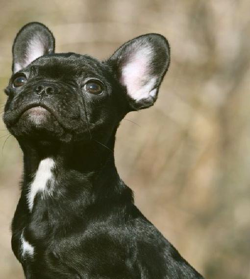 Französische Bulldoggen Welpen, black solid