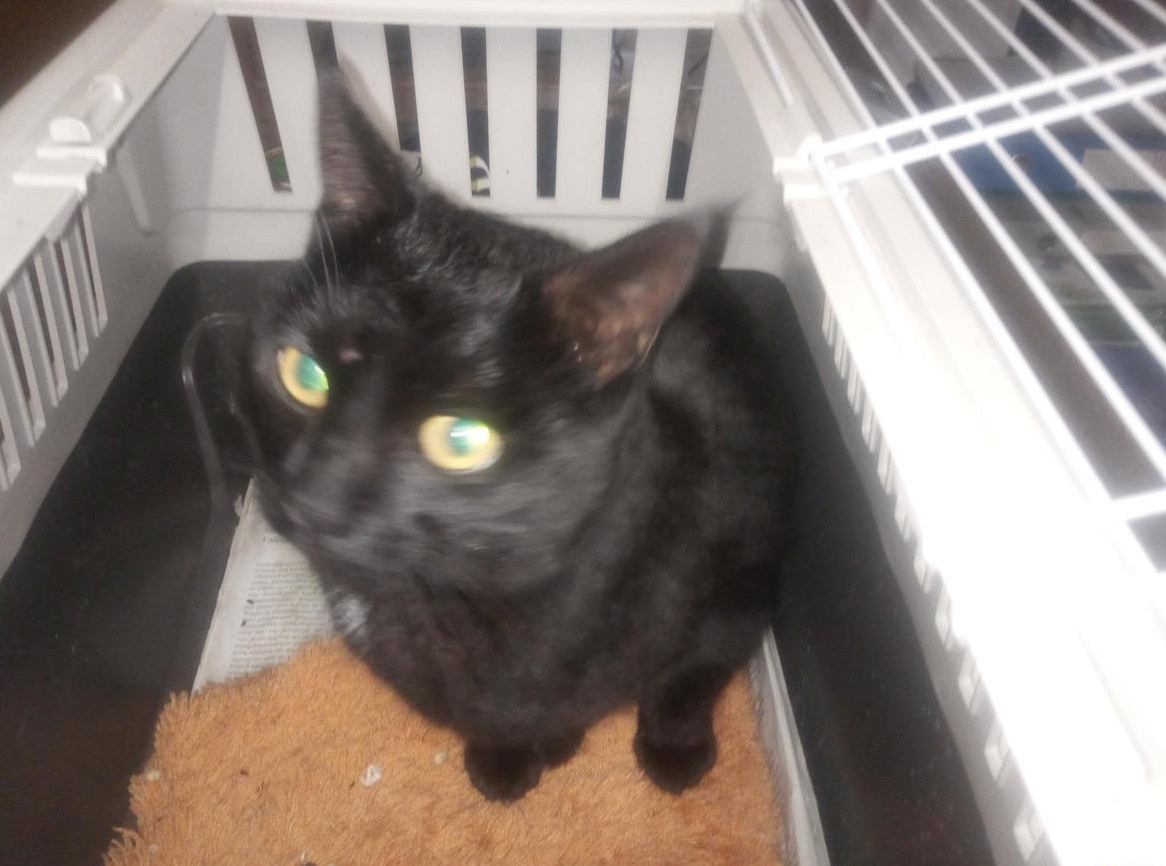 Kastrierte Katzendame, 20 Monate jung sucht Zuhause