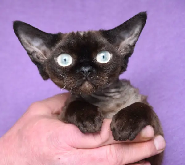 Devon Rex Kitten