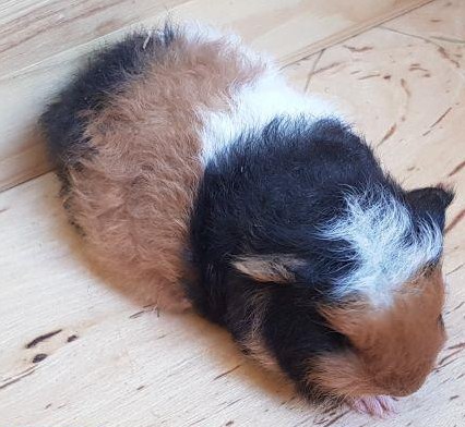 CH-Teddy/Strubeli Meerschweinchen Jungtiere