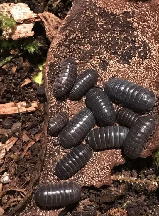 Asseln als Futter oder Bodenpolizei, Armadillidium