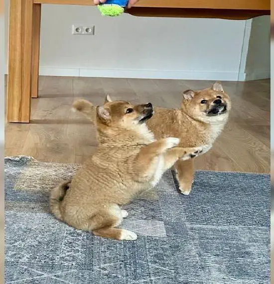 3 Kleine Shiba Inu Kinder suchen ein neues, liebevolles Zuhause