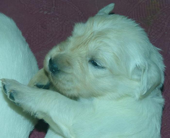 Frieda hat 7 Reinrassige Golden Retriever Welpen geboren Ahnentafel Gesundheitsnachweis