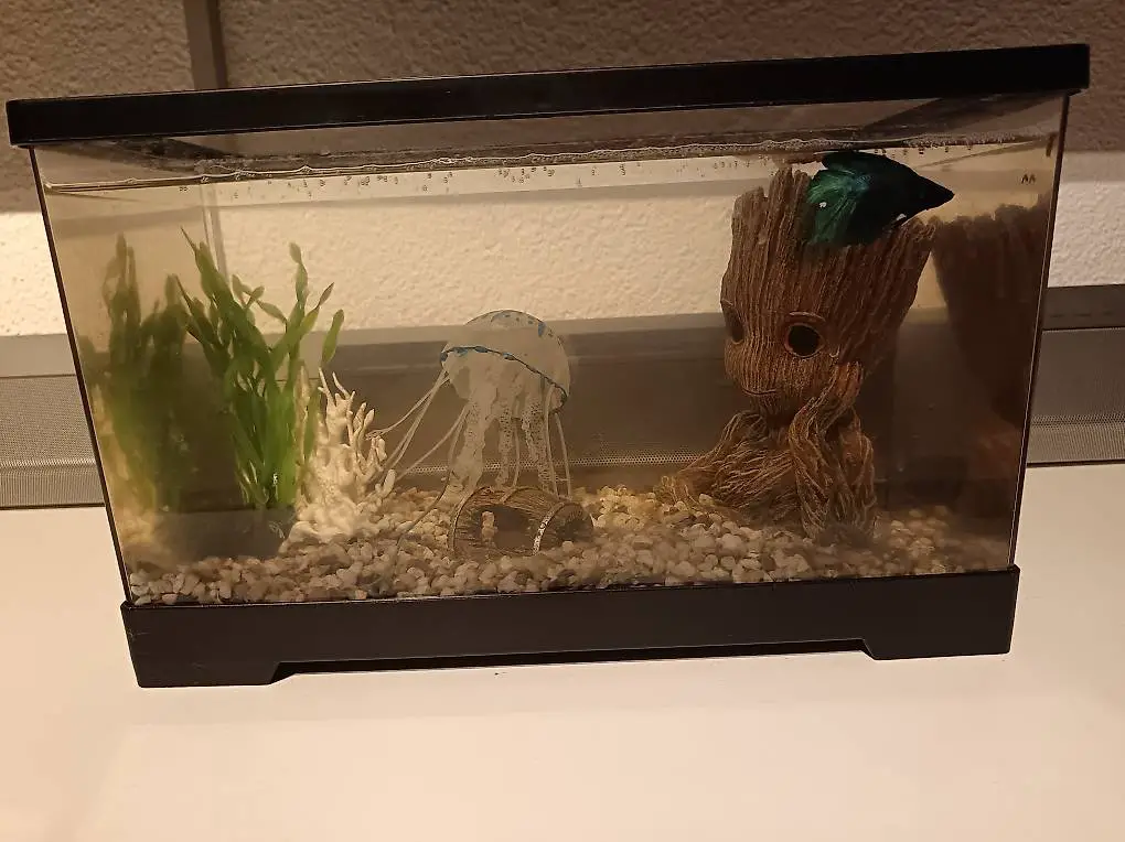 Gratis eine Kampffisch Abholung in Flums ohne Aquarium.