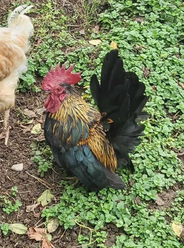 GRATIS: Chabo Hahn zu verschenken