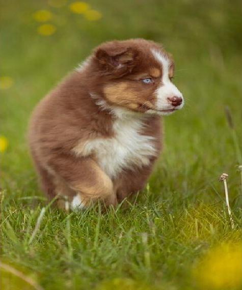 Australian Shepherd Welpen mit ASCA Papieren