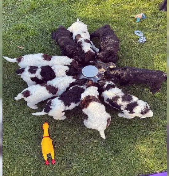 Bezaubernde Königspudel Welpen, Grosspudel, Pudel, Harlekin, Videos