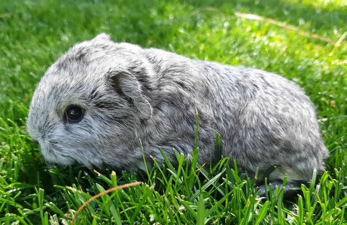 CH Teddys und Lunkarya Meeris frühkastriert aus Hobbyzucht