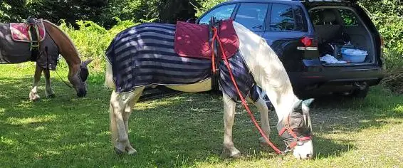 Reitbeteiligung für meinen Spanier Wallach, AR