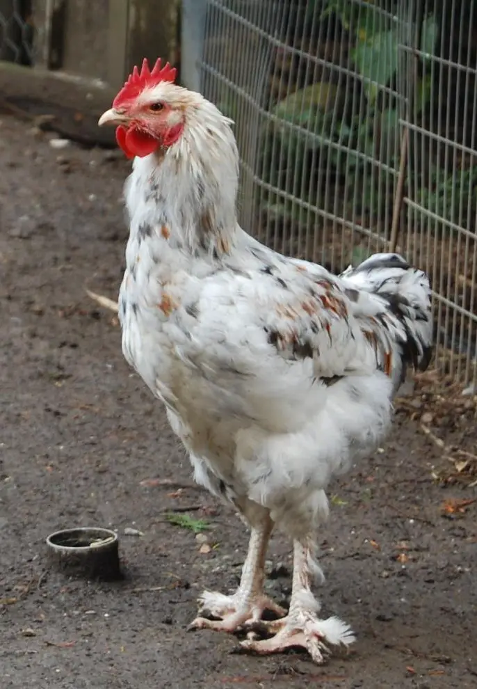 Marans / Henne & Hahn / Spezial