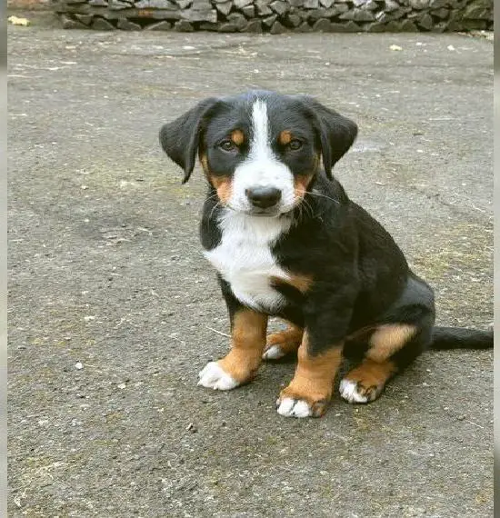 Reinrassiger Appenzeller Sennenhund Rüde