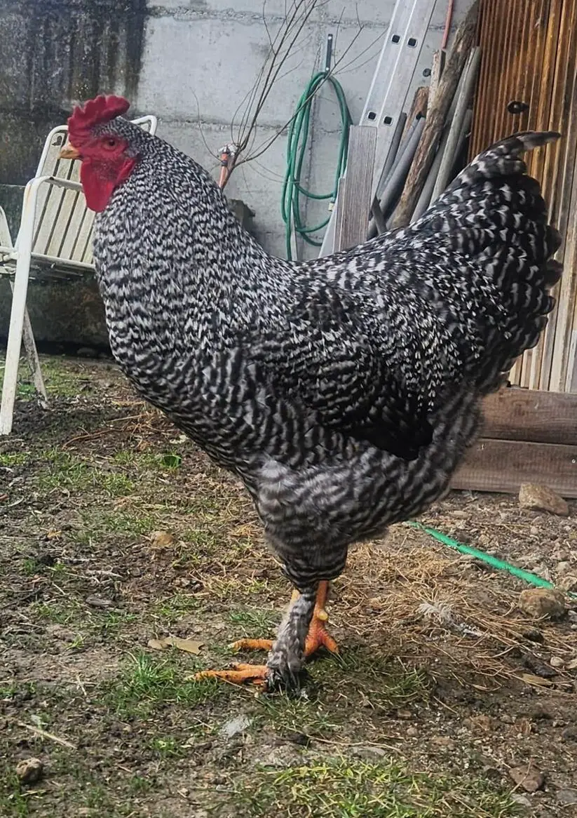Brahma-Amrock Hahn sehr schön und gross