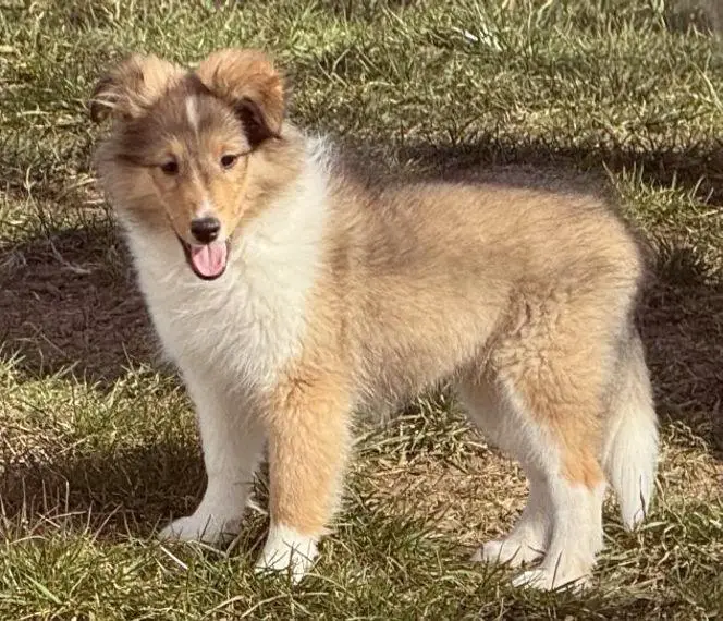 Sheltie-Hündin sucht noch ein liebevolles Zuhause