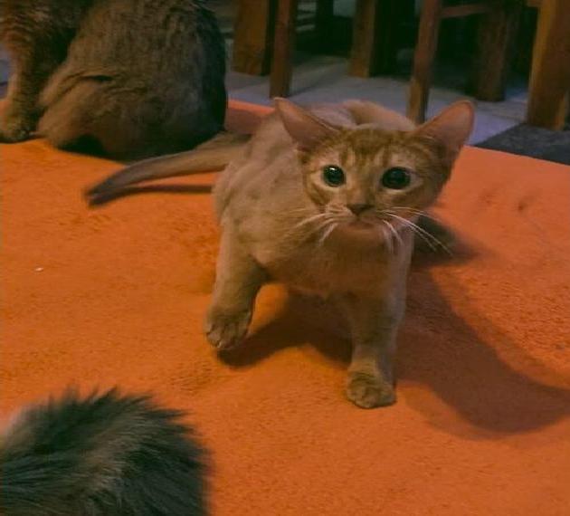 Abessinier mit Stammbaum