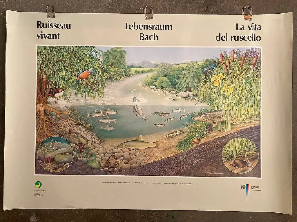 Lebensraum Bach Plakat SNB Naturschutz 1990 Poster 100x70 cm