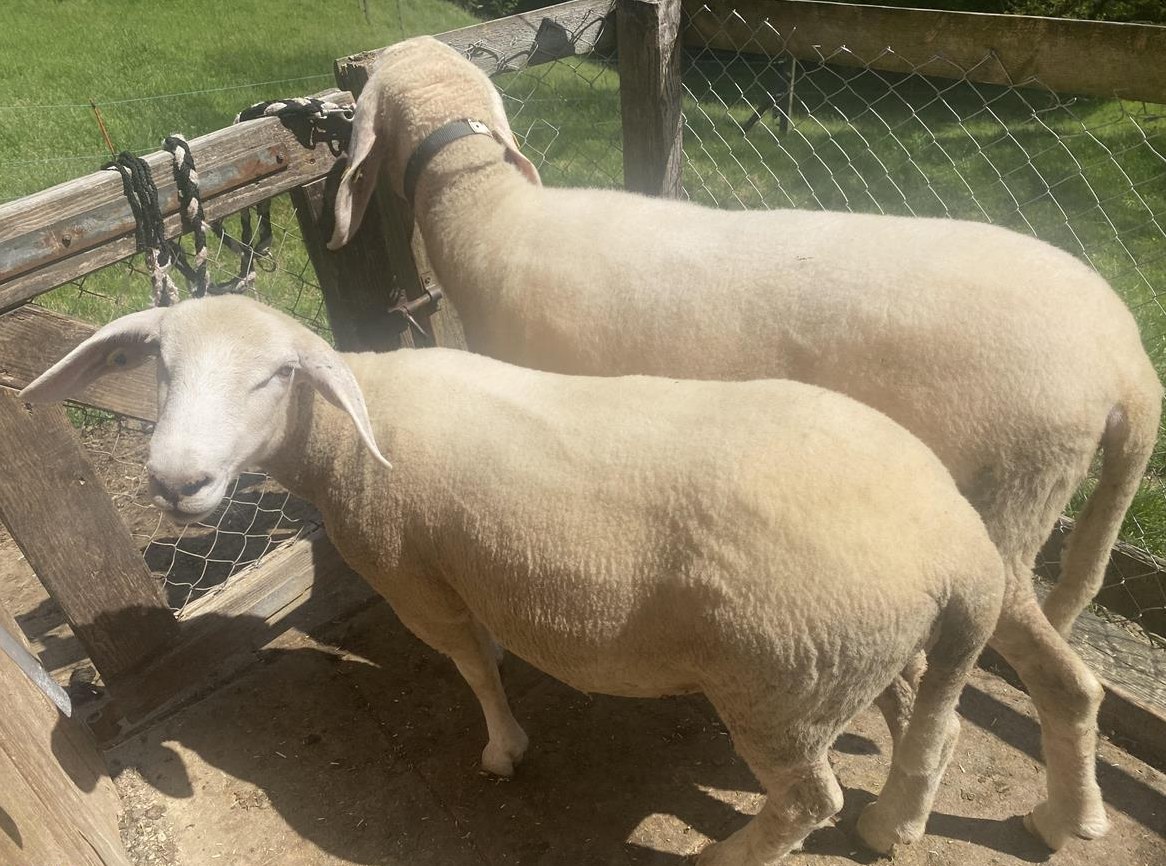 3 Schafe zu verkaufen