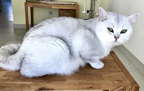 Rollige Katzen für Deckkater Stammbaum