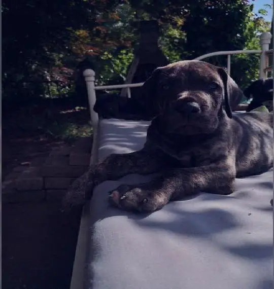 Deutsche Doggen Welpen US Linie