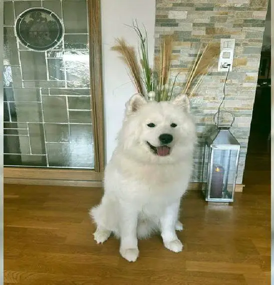 Reinrassiger Samojede sucht neues Zuhause