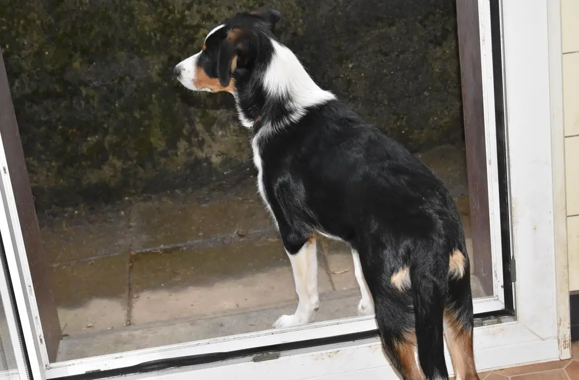 Joy & Whyti: Border x Schilthund Welpen suchen ihren Menschen