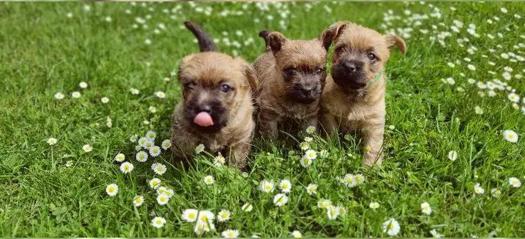 Cairn Terrier Welpen abzugeben (2 Rüden & 1 Hündin)