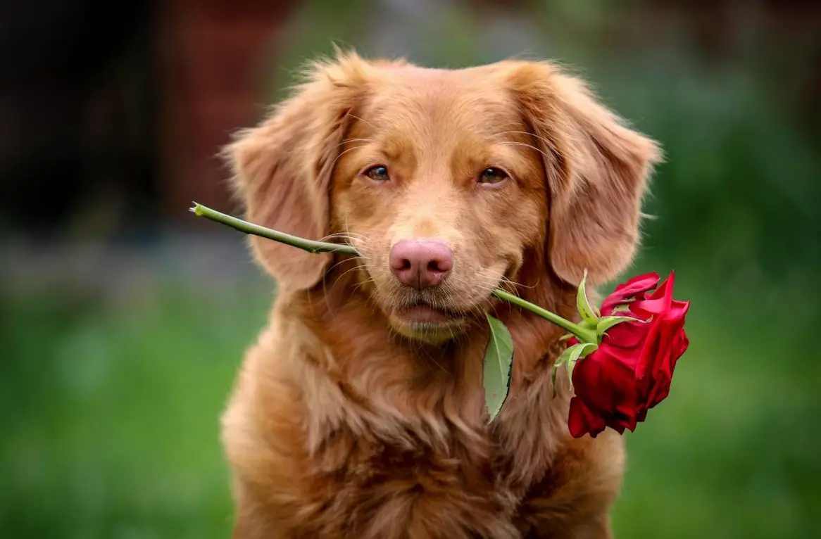 Tiershiatsu-Therapeutin für Hunde, Katzen und Pferde