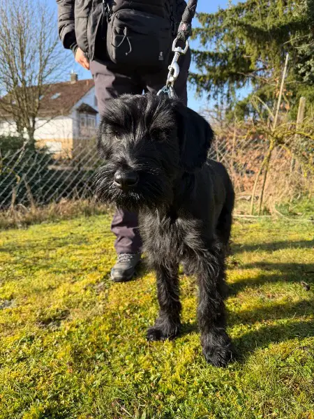 Riesenschnauzer-Rüden.