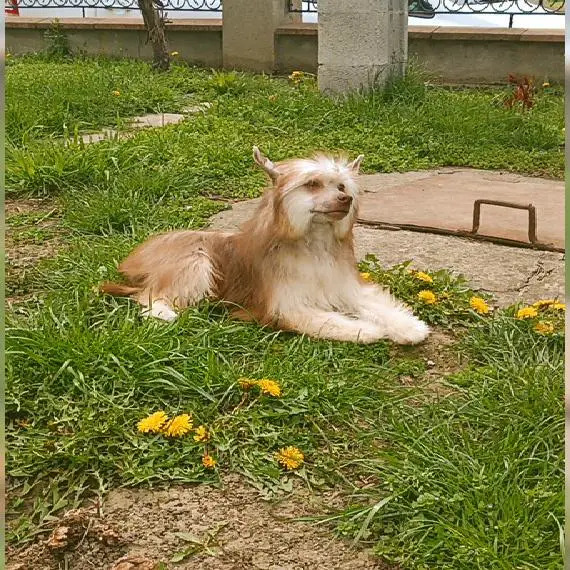 Chinesischer Schopfpuff