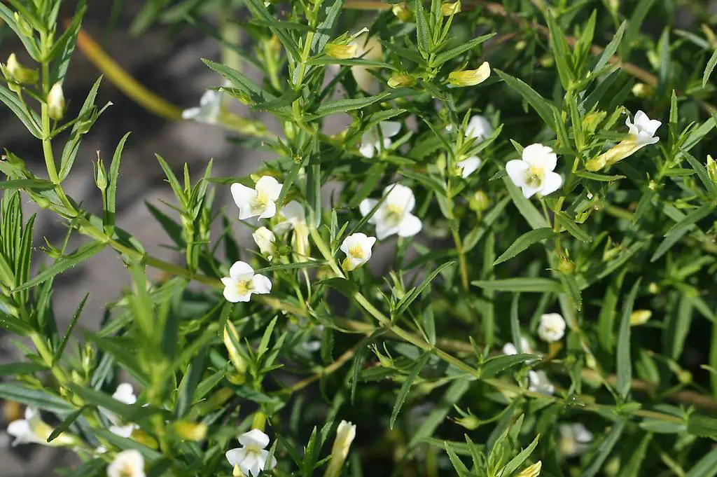 Teichpflanzen: Wasserpflanzen Gratiola officinalis