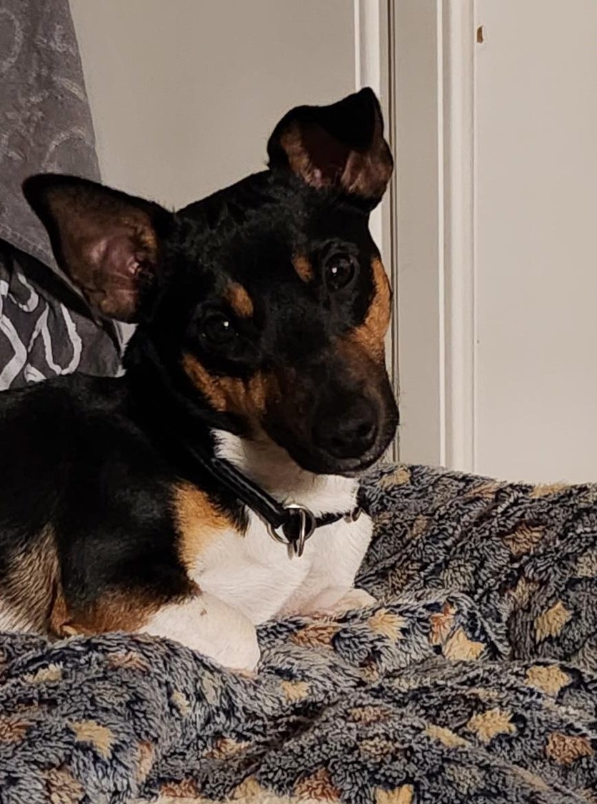 Jack Russell Deckrüde für Paarung