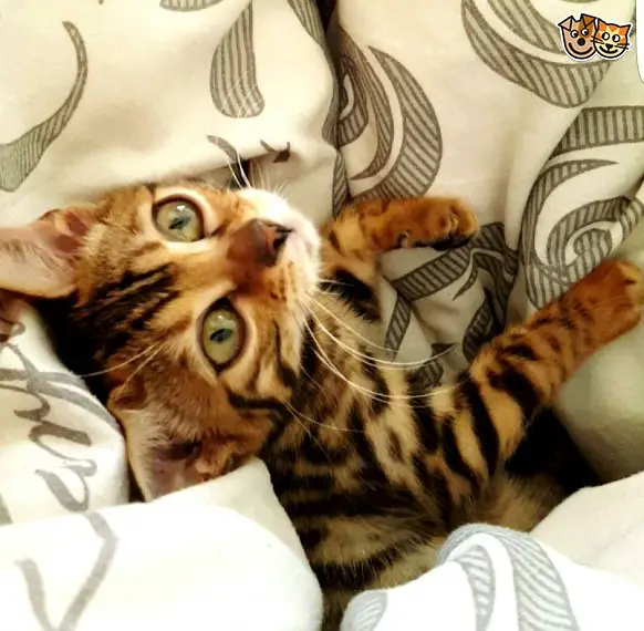 Splendidi cuccioli bengala per compagno