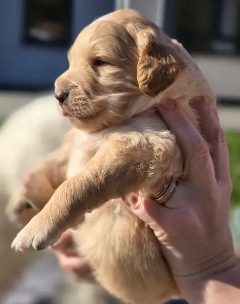 Goldendoodle Welpe