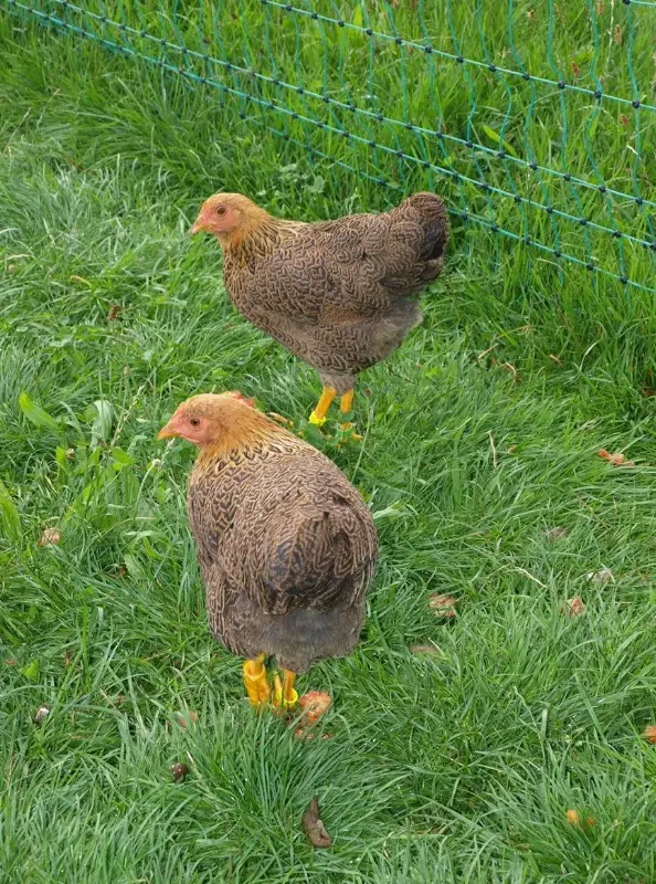 2 Junghennen Zwerg Plymouth Rocks rebhuhnfarbig gebändert