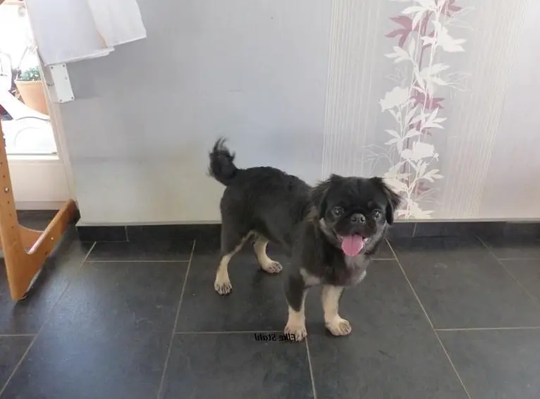 Der neue Mops, mit mehr Nase, frei atmend und manchmal fluffy