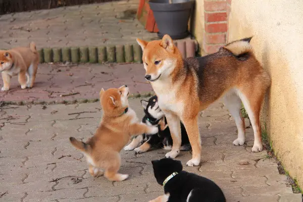 Shiba Inu Welpen zur Reservierung