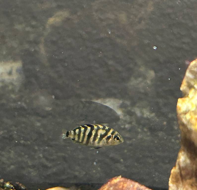 Zebrabuntbarsch (Malawi freundlich)